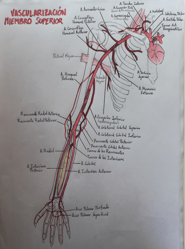 Miniatura del documento Vascularizacion-M.-Sup.pdf