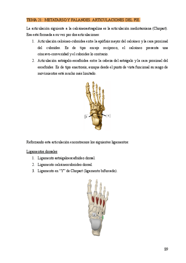 Miniatura del documento TEMA-21-METATARSO-Y-FALANGES.-ARTICULACIONES-DEL-PIE..pdf