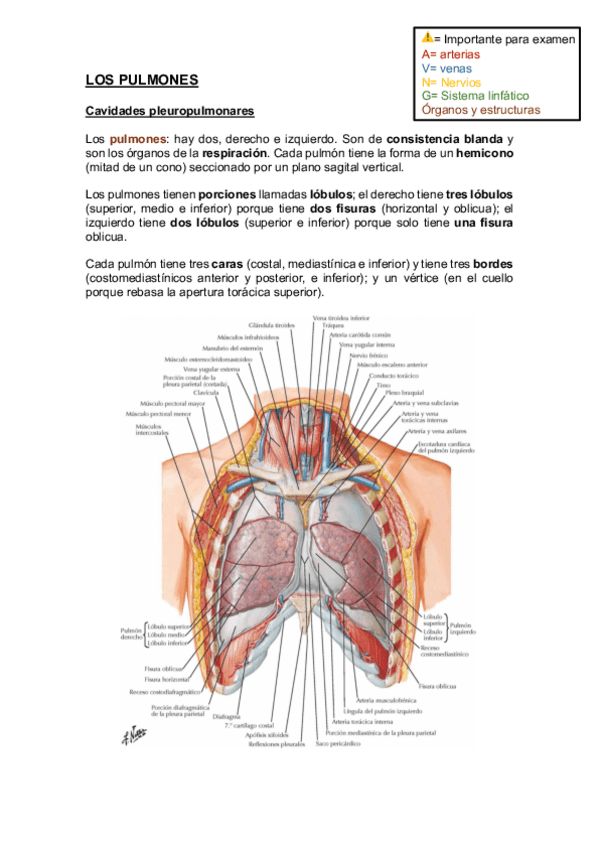 Miniatura del documento Pulmones-dictado-por-ESTEO.pdf