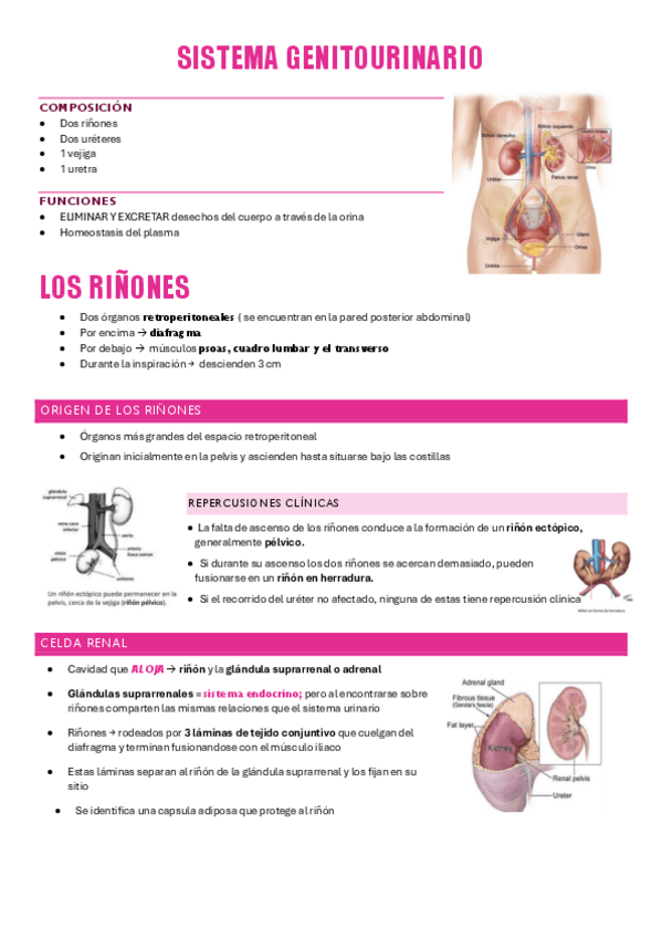 Miniatura del documento ANATOMIA-SISTEMA-GENITOURINARIO-P1.pdf