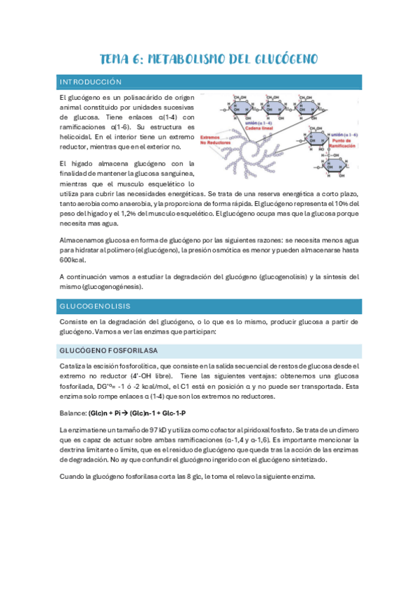Miniatura del documento TEMA-6-Metabolismo-glucogeno.pdf