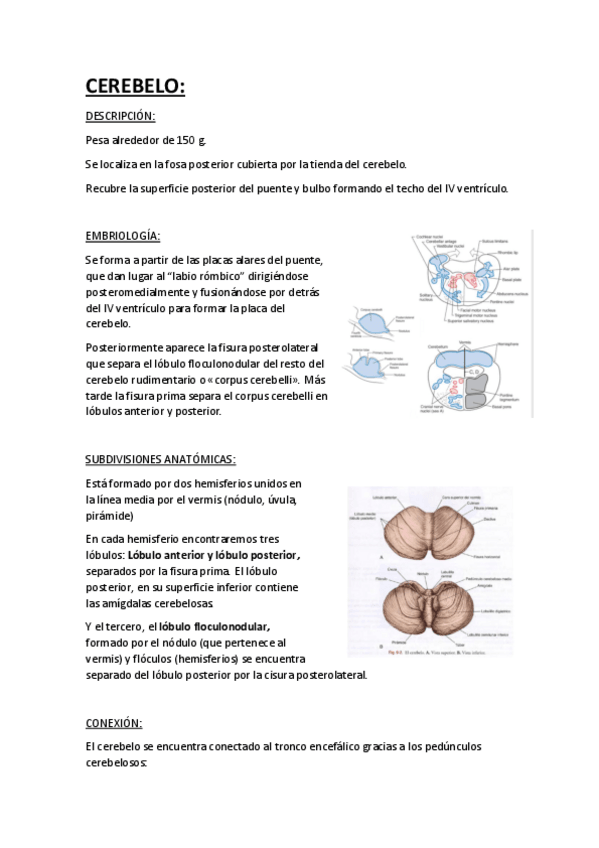 Miniatura del documento CEREBELO.pdf