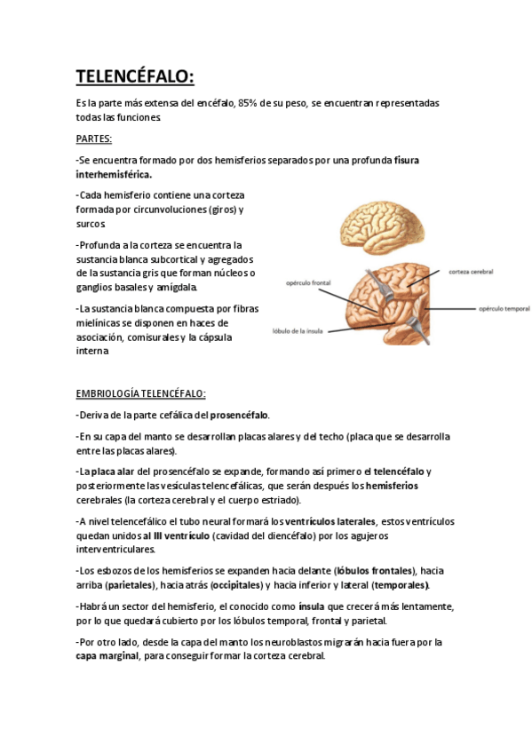 Miniatura del documento TELENCÉFALO.pdf