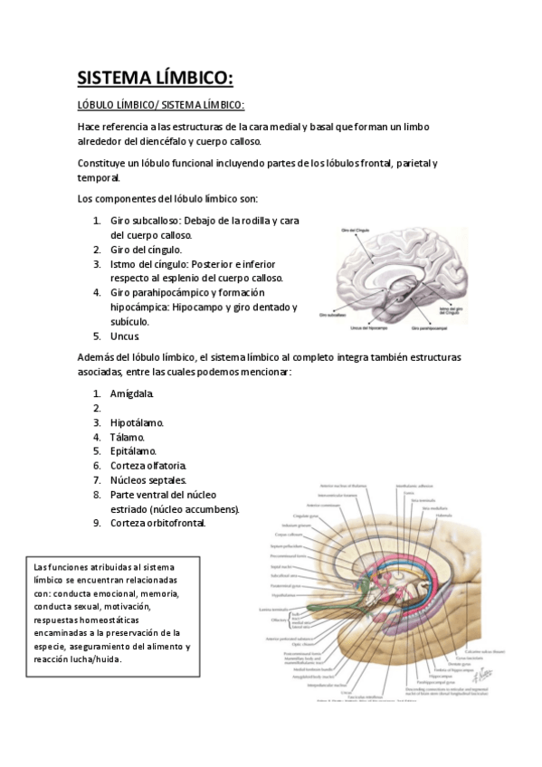 Miniatura del documento SISTEMA LÍMBICO.pdf