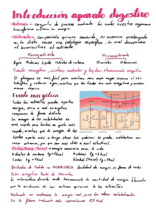 Miniatura del documento aparato-digestivo.pdf