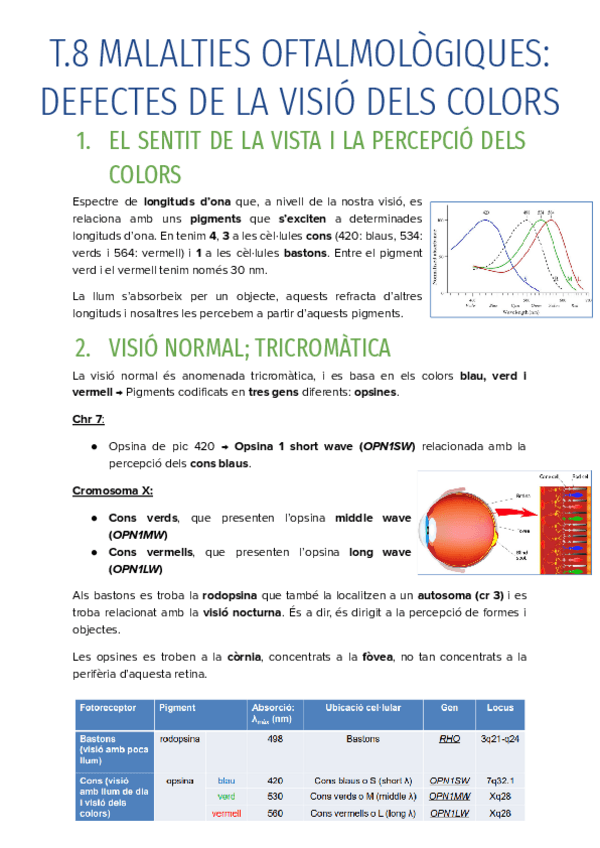 Miniatura del documento T.8-MALALTIES-OFTALMOLOGIQUES-DEFECTES-DE-LA-VISIO-DELS-COLORS.pdf