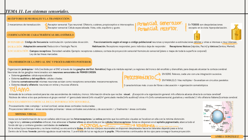 Miniatura del documento TEMA-11.-Los-sistemas-sensoriales..pdf