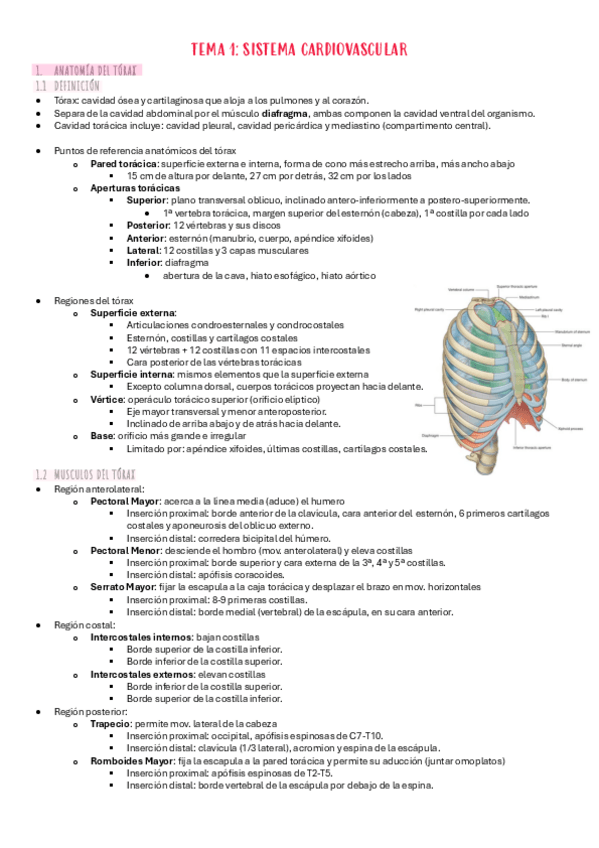 Miniatura del documento T.1-anatomia-e-histologia-cardiovascular.pdf