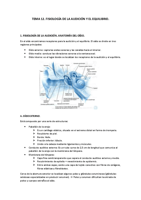 Miniatura del documento Tema 12. Fisiología de la audición y el equilibrio..pdf
