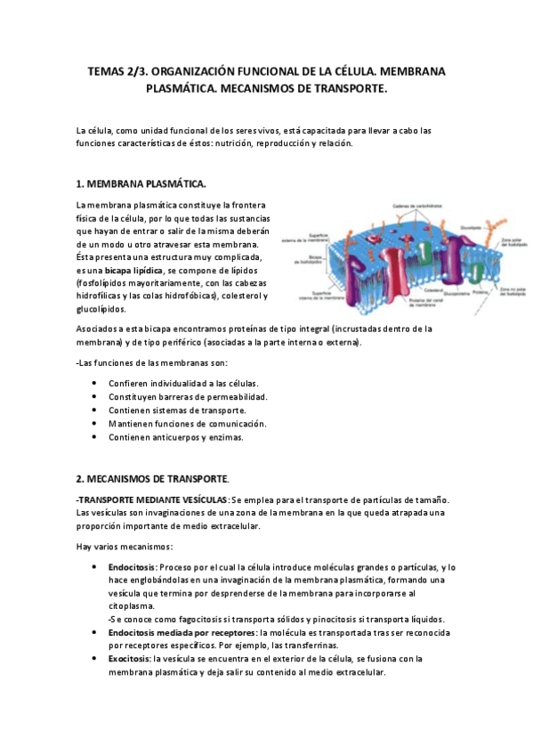Miniatura del documento Tema 2+3.Organización funcional celular. Membrana plasmática y mecanismos de transporte..pdf