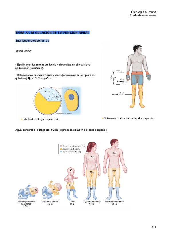 Miniatura del documento Tema-22-fisiologia-humana.pdf