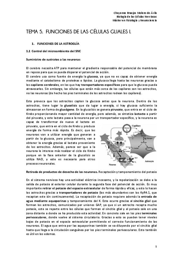 Miniatura del documento TEMA 5. Funciones de las células gliales I.pdf