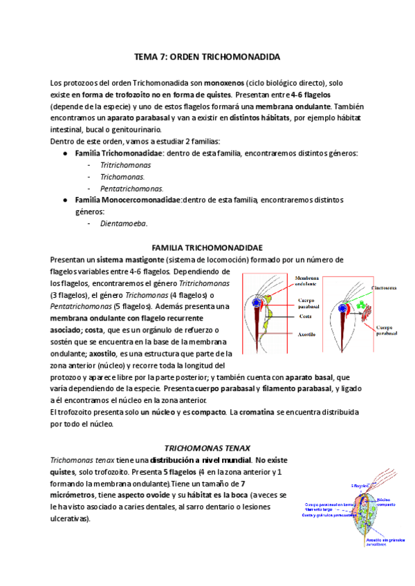 Miniatura del documento TEMA-7-ORDEN-TRICHOMONADIDA.pdf