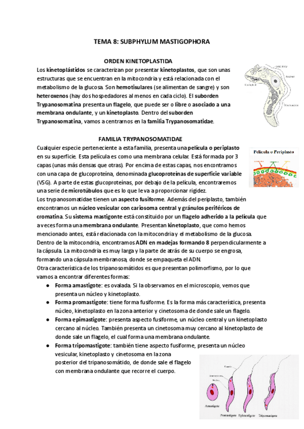 Miniatura del documento TEMA-8-SUBPHYLUM-MASTIGOPHORA.pdf