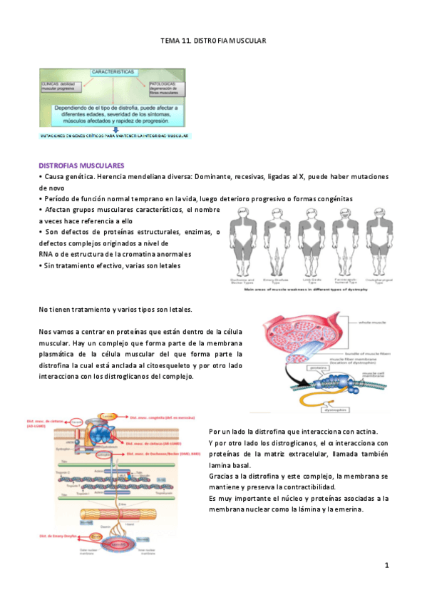 Miniatura del documento TEMA 11. DISTROFIA MUSCULAR.pdf