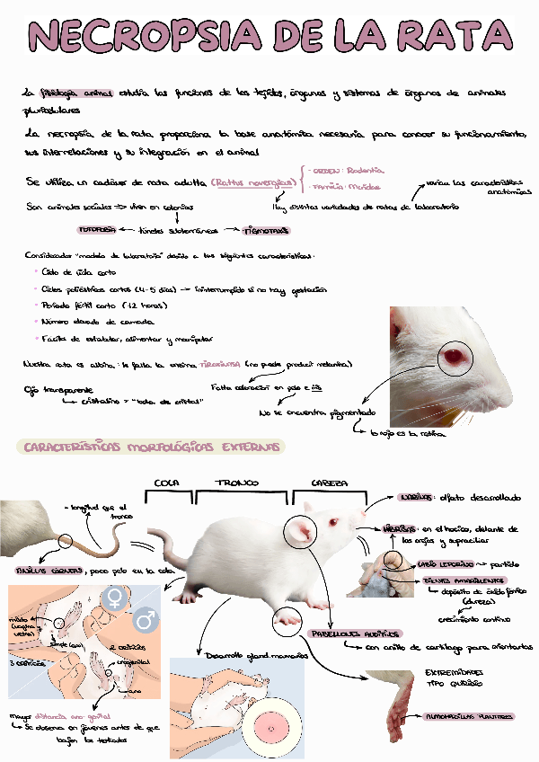 Miniatura del documento NECROPSIA-DE-LA-RATA-esquematizado.pdf