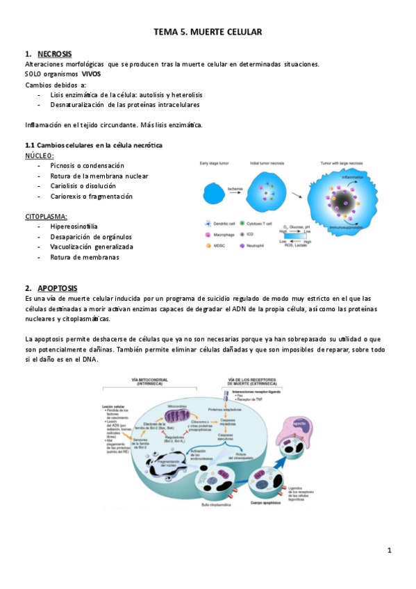 Miniatura del documento TEMA-5.-Anatomia-Patologica.pdf