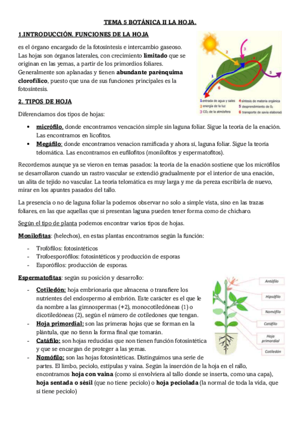 Miniatura del documento TEMA-5-BOTANICA-II-LA-HOJA.pdf