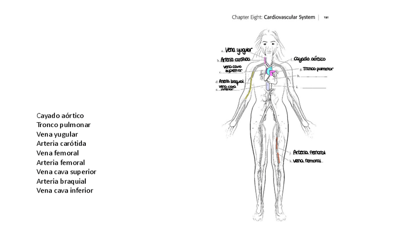 Miniatura del documento Ilustraciones-anatomicas-2-semestre-2.pdf