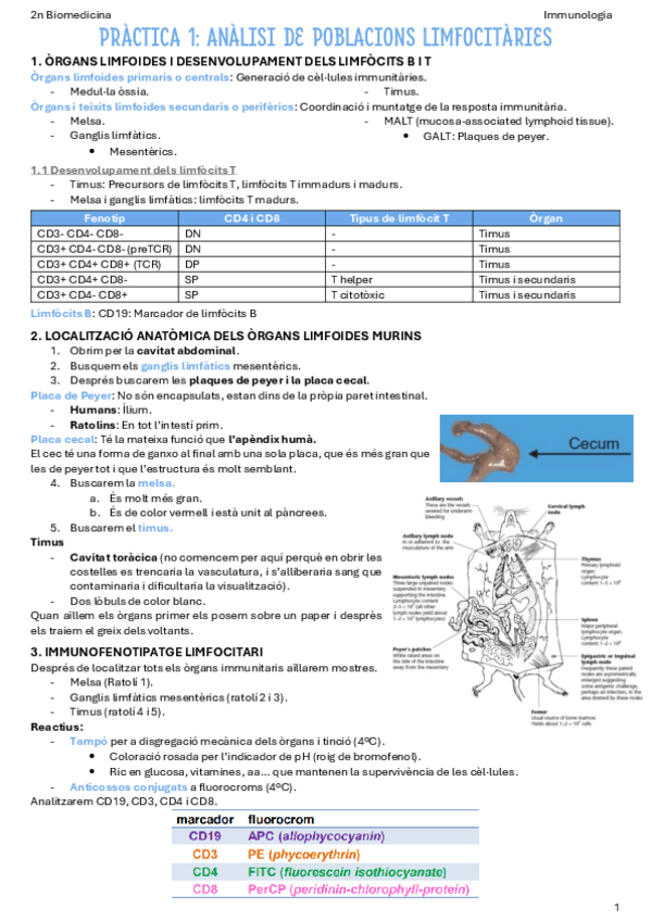Miniatura del documento Practica-1-Analisi-de-poblacions-limfocitaries.pdf