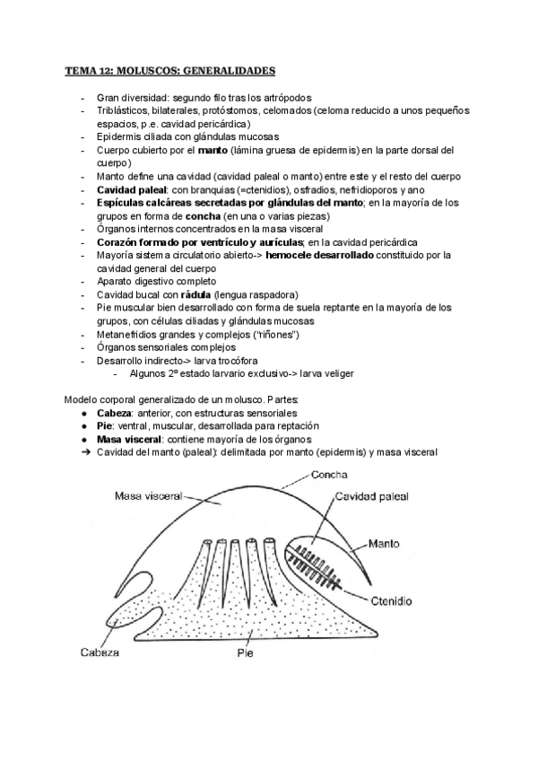 Miniatura del documento TEMA-12-MOLUSCOS-GENERALIDADES.pdf