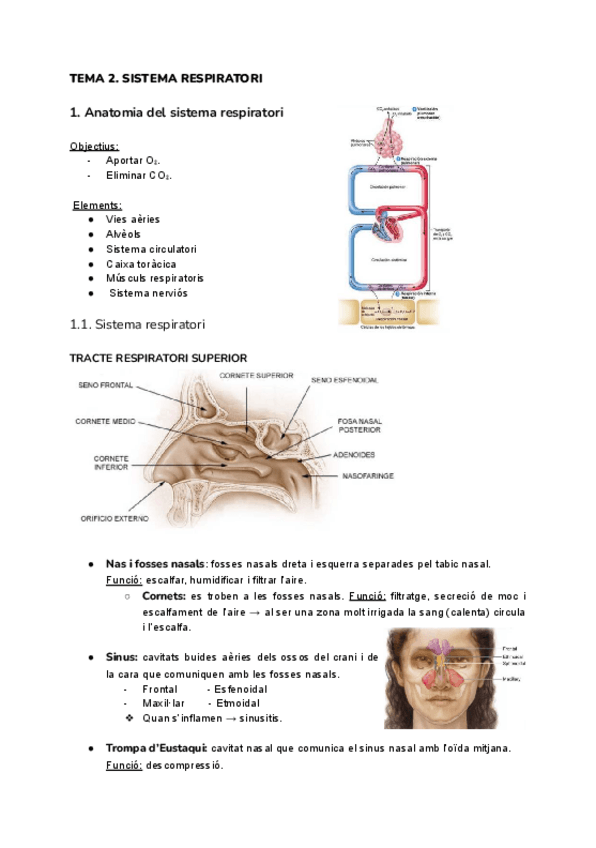 Miniatura del documento Tema-2-respiratorio-anato.pdf