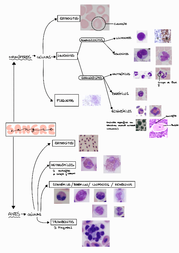 Miniatura del documento Esquema-celulas-sanguineas.pdf