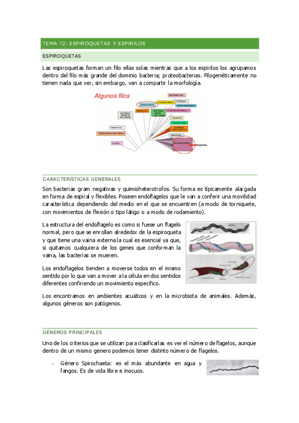 Miniatura del documento TEMA-12-espiroquetas-y-espirilos.pdf