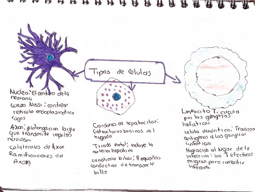 Miniatura del documento tipos-de-celulas20250317-1529.pdf