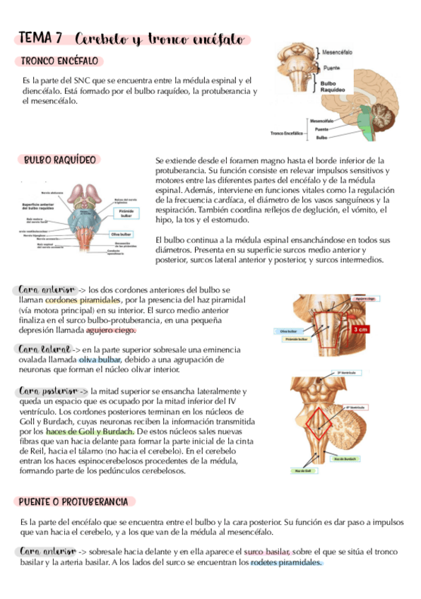 Miniatura del documento cerebelo-y-tronco-encefalo..pdf