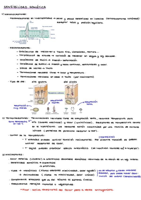 Miniatura del documento Tema6SensibilidadSomatica.pdf