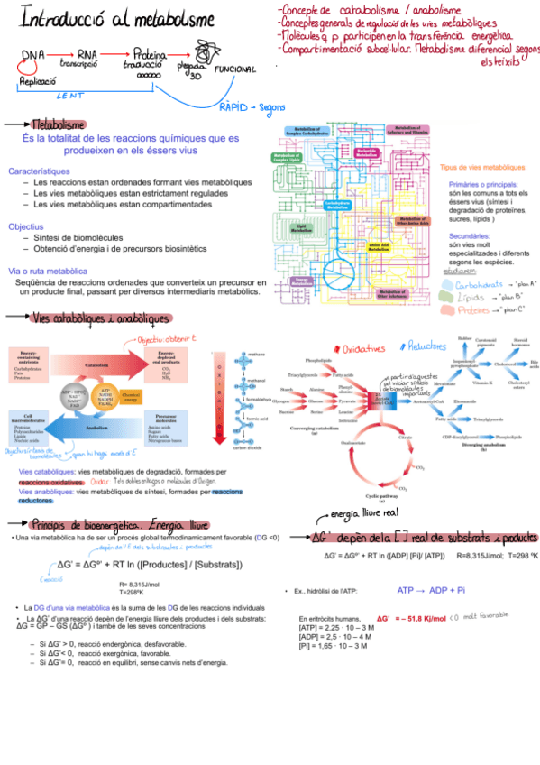 Miniatura del documento 6.Intro-al-metabolisme.pdf