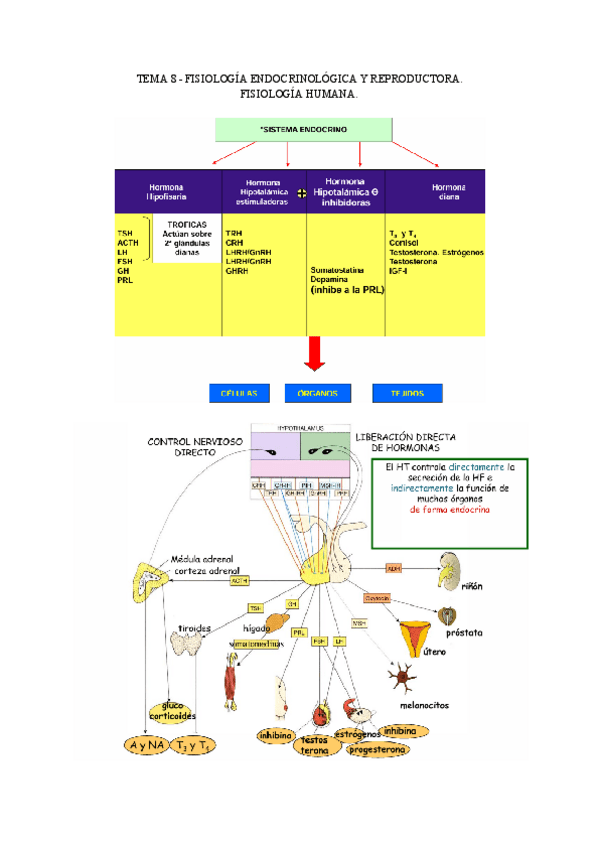 Miniatura del documento TEMA-8-FISIOLOGIA-ENDOCRINOLOGICA-Y-REPRODUCTORA..pdf