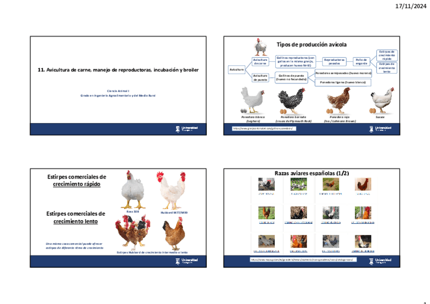 Miniatura del documento 11avicultura-carne.pdf
