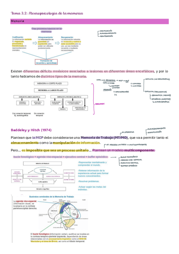 Miniatura del documento Tema-3.2-Neuro.pdf