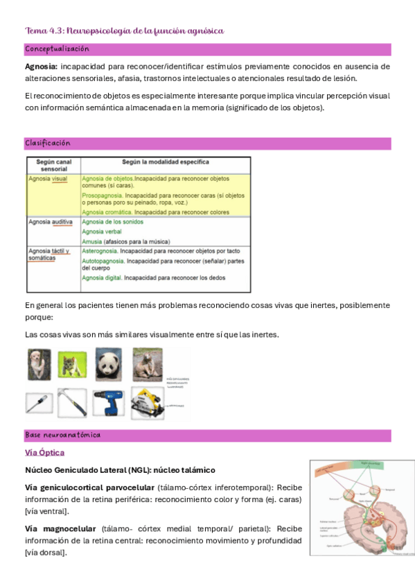 Miniatura del documento Tema-4.3-Neuro.pdf