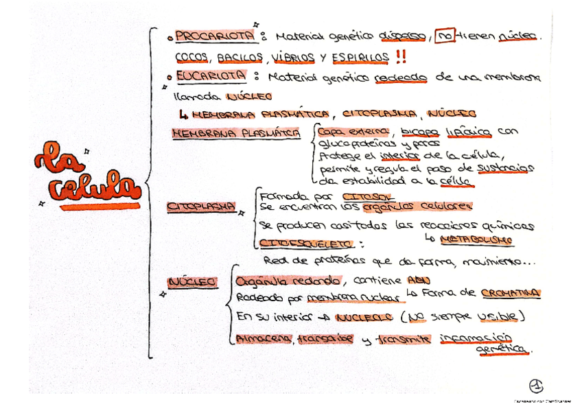 Miniatura del documento ESQUEMA-LA-CELULA.pdf