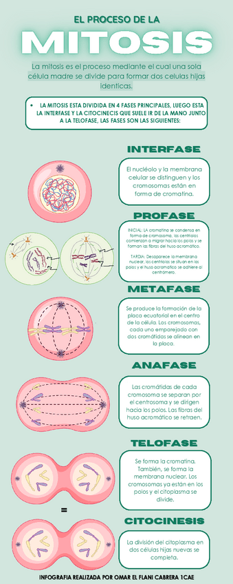Miniatura del documento INFOGRAFIA-MITOSIS.pdf
