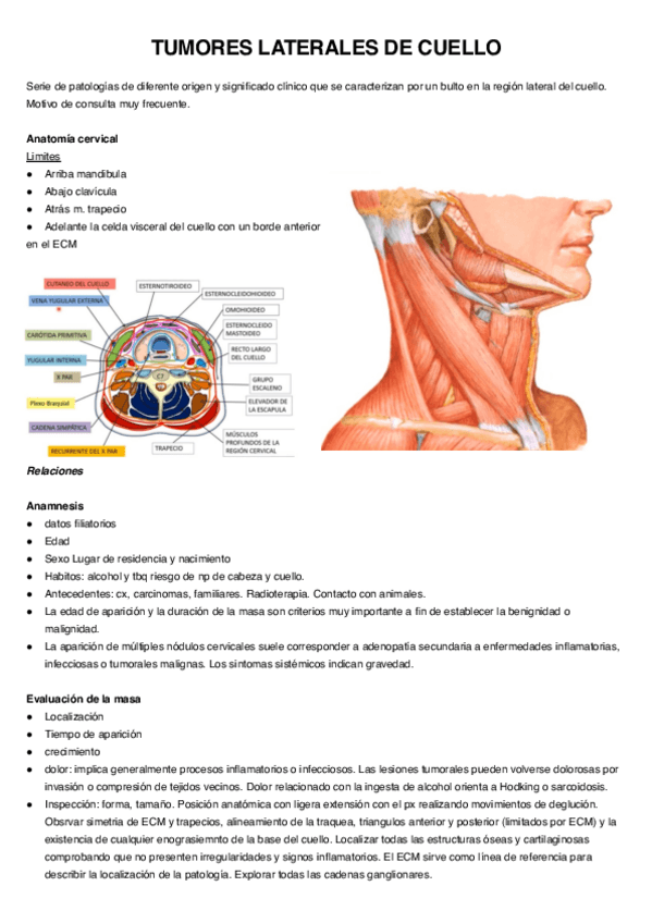 Miniatura del documento TUMORES-LATERALES-DE-CUELLO.pdf