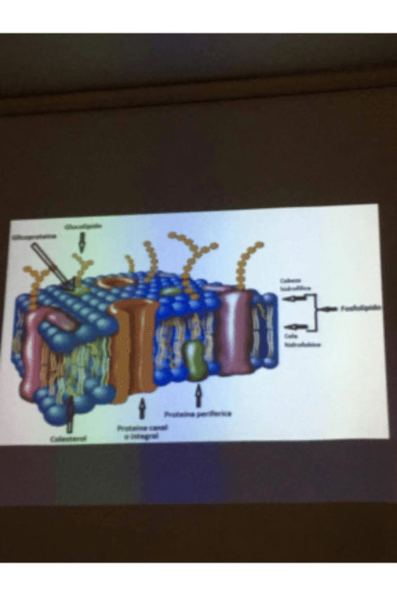 Miniatura del documento LIPIDOS.pdf