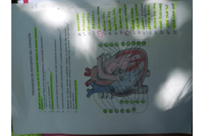 Miniatura del documento Preguntas-corazon.pdf