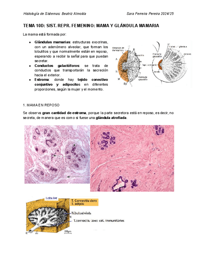 Miniatura del documento 10D.-Reproductor-Femenino-Mama-y-Glandula-Mamaria.pdf