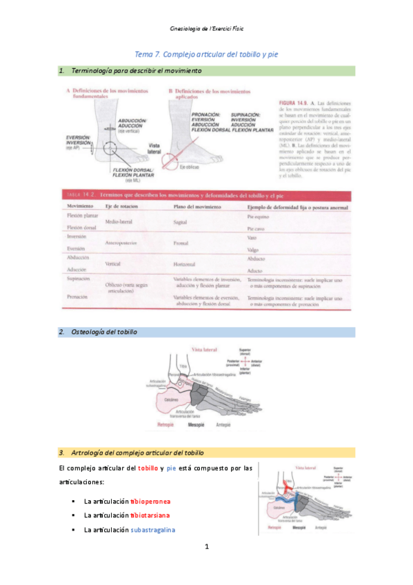 Miniatura del documento Tema-7.-Complejo-articular-del-tobillo-y-pie.pdf