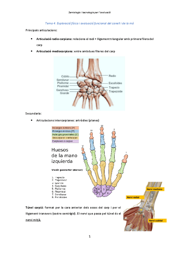 Miniatura del documento Tema-4.-Canell-i-ma.pdf