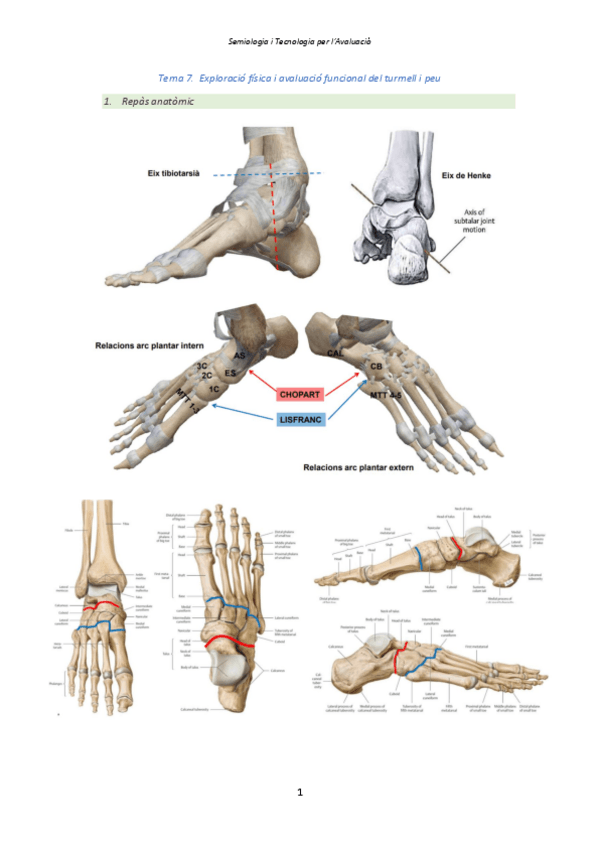 Miniatura del documento Tema-7.-Turmell-i-peu-FET.pdf
