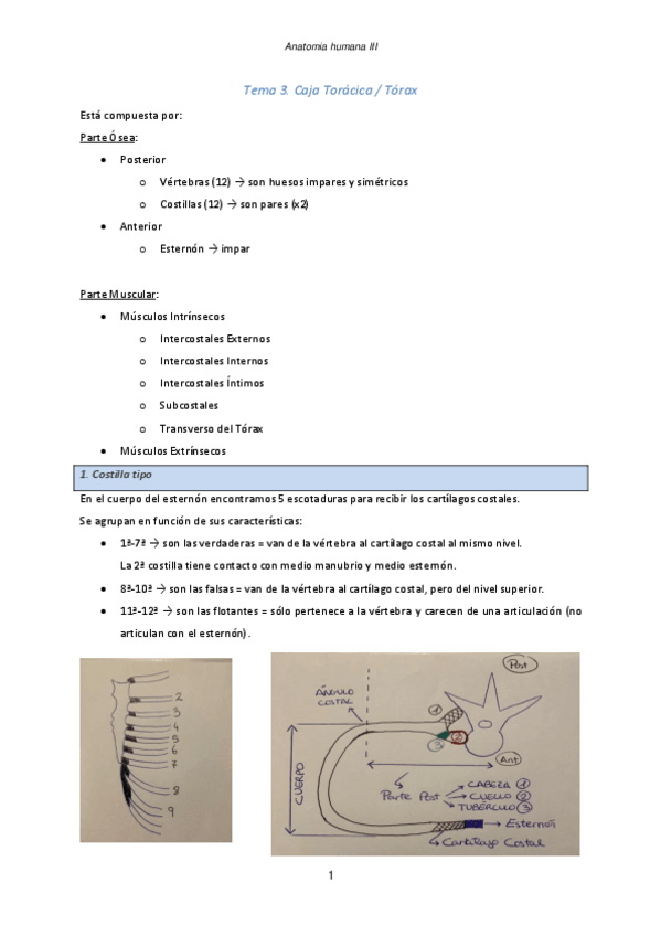 Miniatura del documento Tema-3.pdf