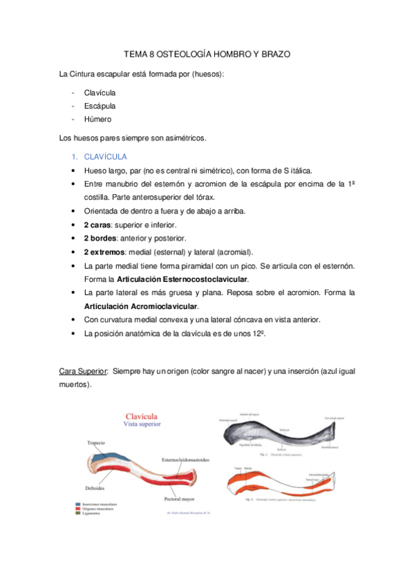Miniatura del documento TEMA-8-OSTEOLOGIA-HOMBRO-Y-BRAZO.pdf
