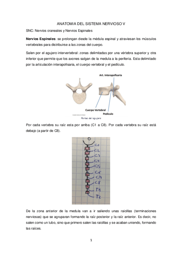 Miniatura del documento V-anato.pdf