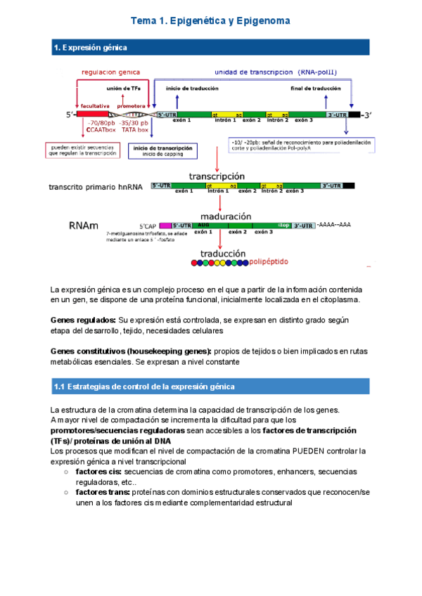 Miniatura del documento Tema-10-genetica.pdf