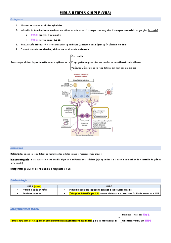 Miniatura del documento Herpes.pdf